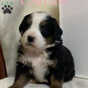 Odessa, Bernese Mountain Dog Puppy